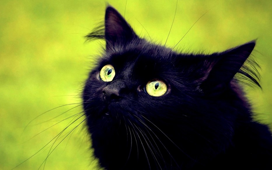 Черные коты