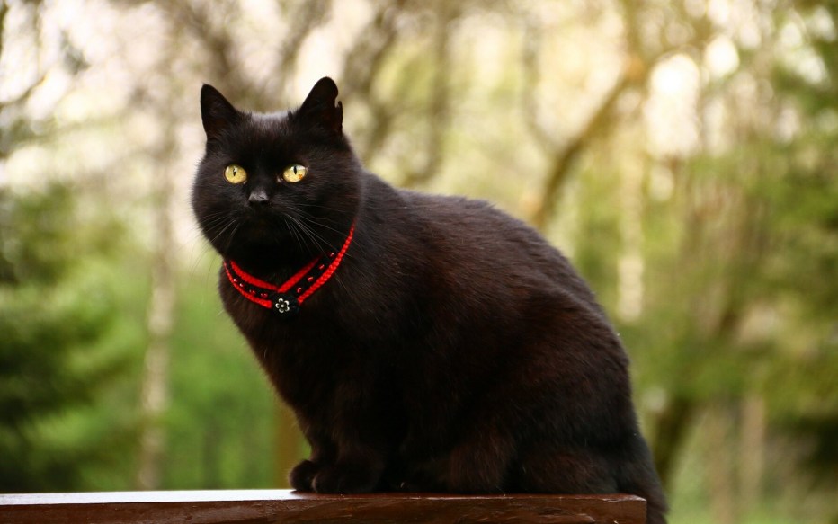 Черные коты