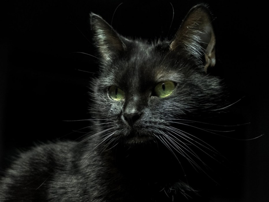 Черная кошка с зелеными глазами