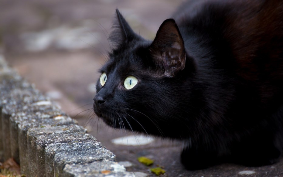 Черные коты