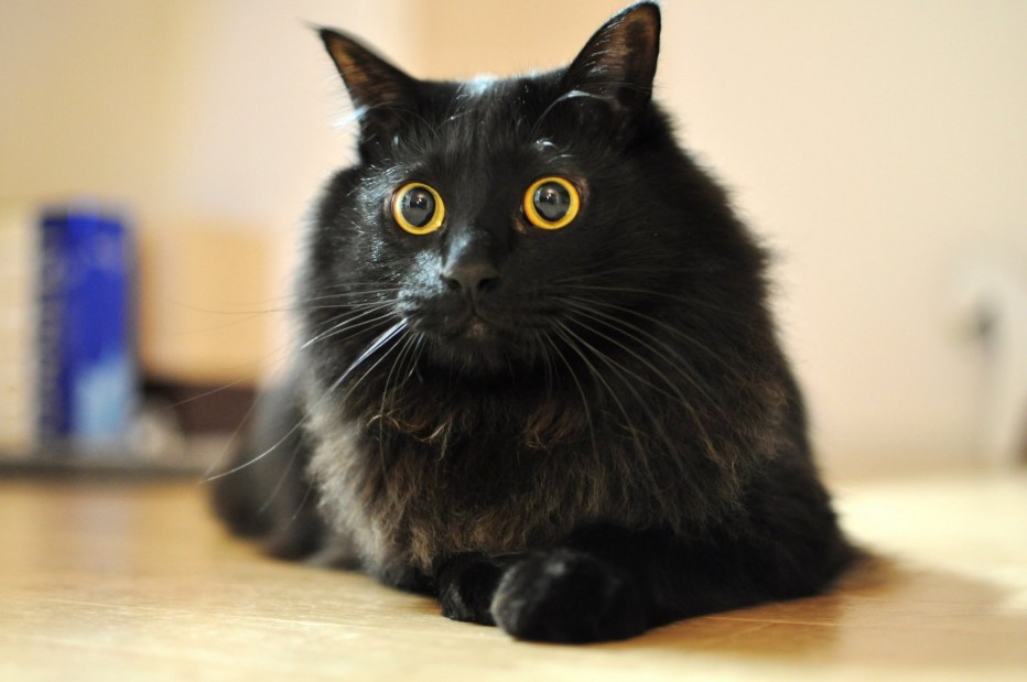 Бомбейская кошка длинношерстная