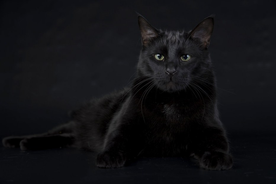 Черные коты