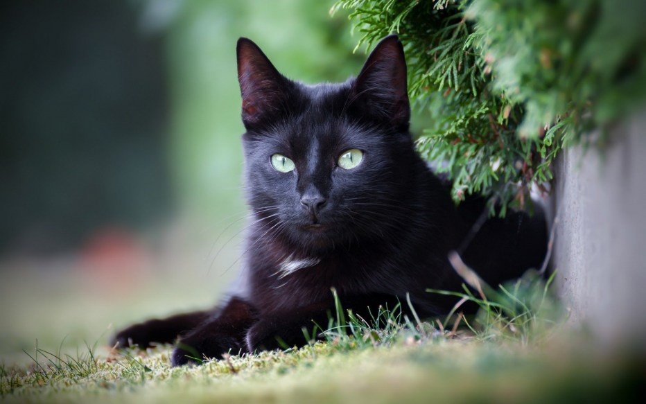 Черные коты