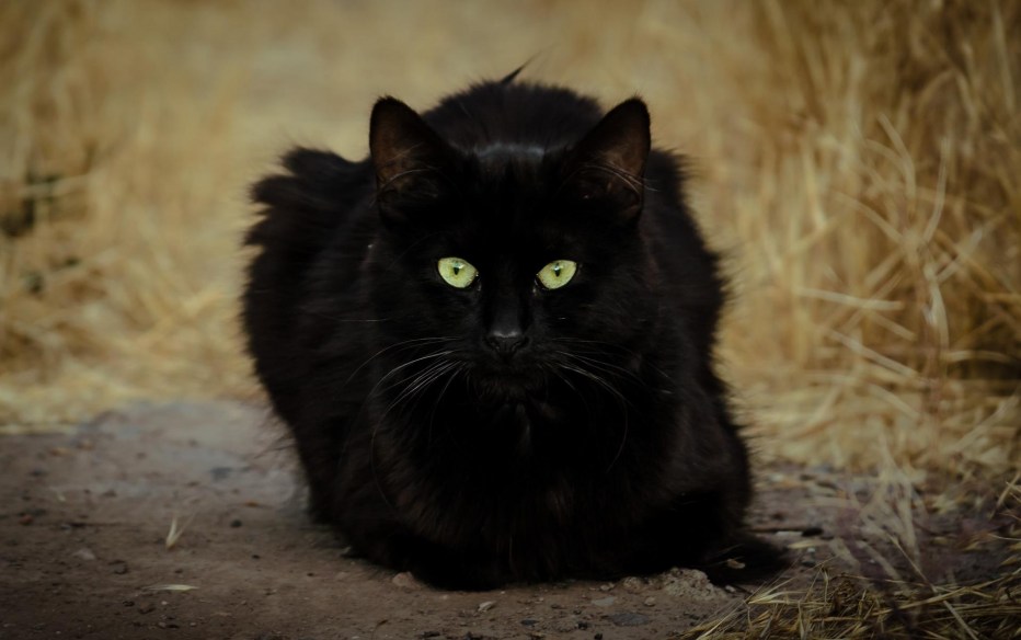 Чёрный кот