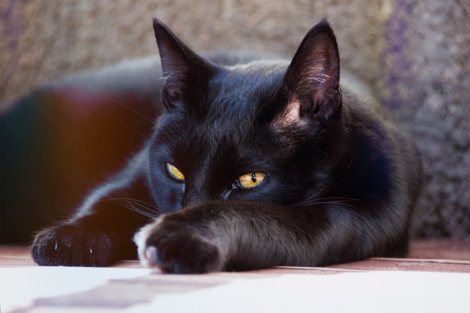 Черная кошка