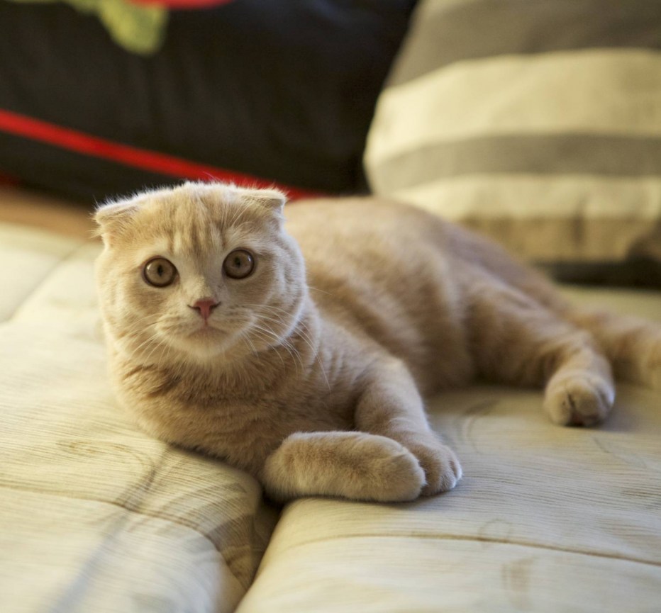 Вислоухий котик его зовут Мусик
