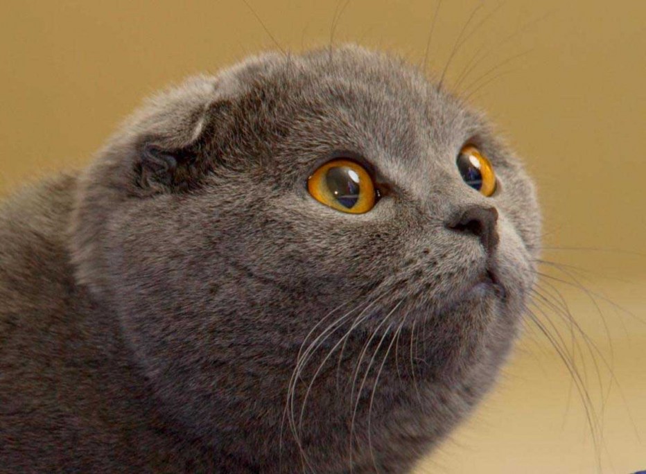Шотландская вислоухая кошка