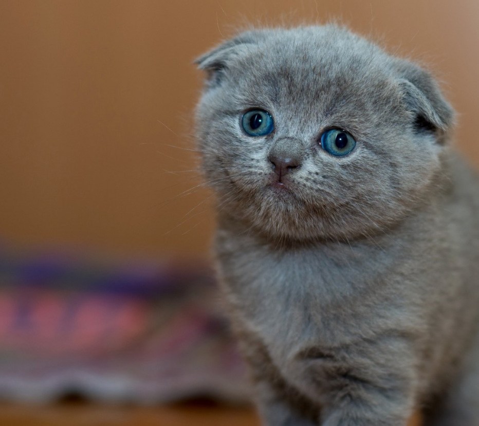 Британская вислоухая кошка