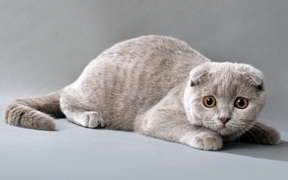Британская вислоухая кошка