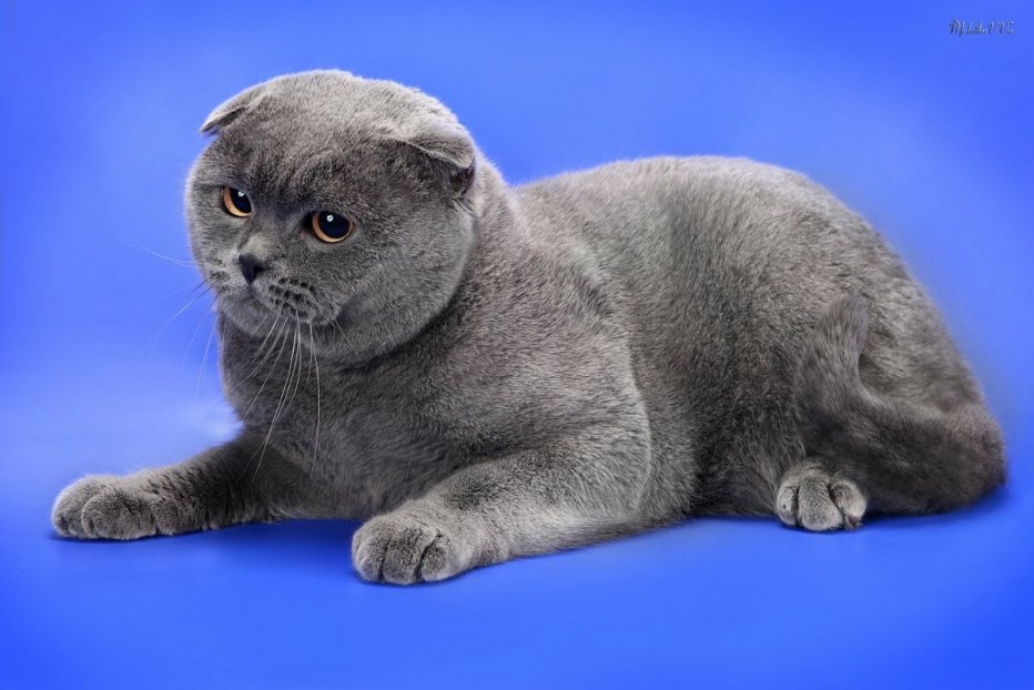 Шотландская вислоухая шиншилла