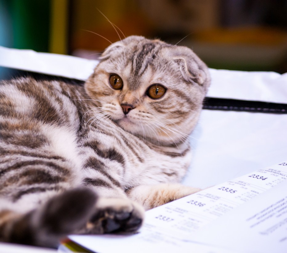 Шотландская вислоухая кошка фолд