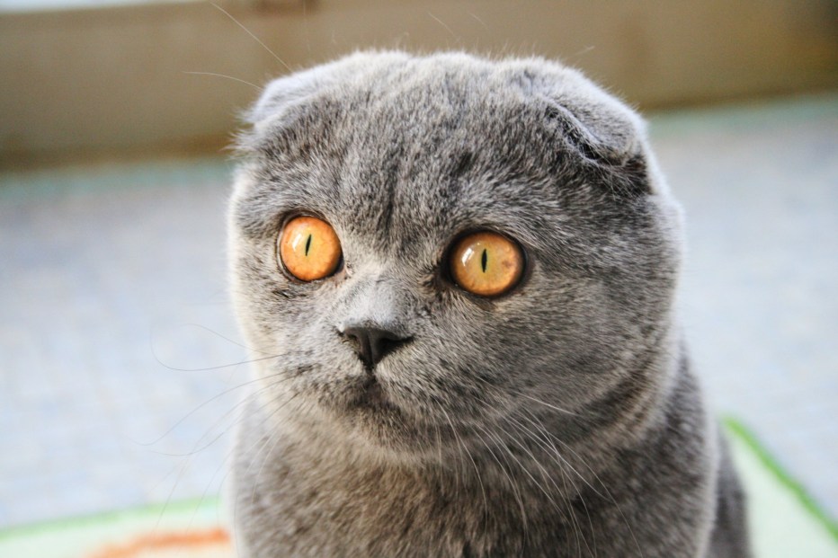 Британский кот вислоухий дымчатый