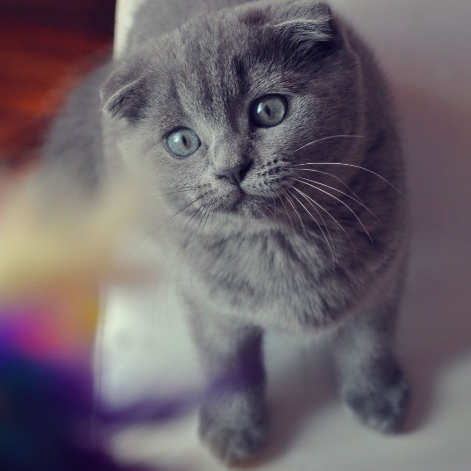 Ирландский вислоухий кот