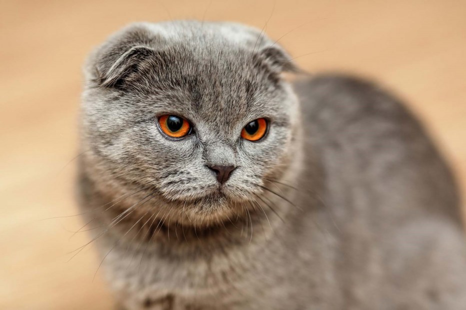 Скоттиш британец вислоухий