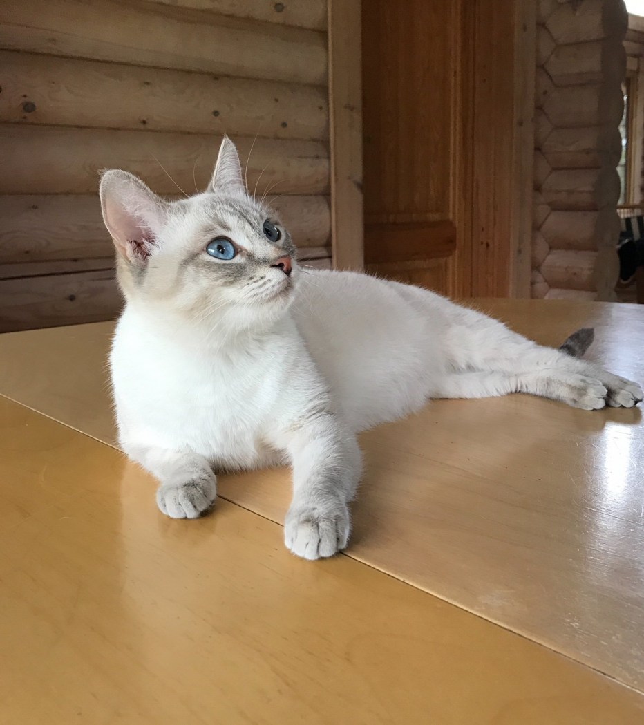 Балинезийская кошка табби Пойнт