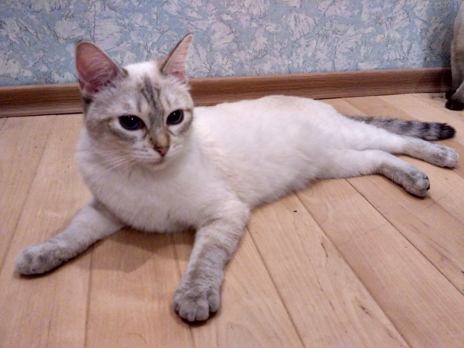 Тайская кошка тэбби поинт