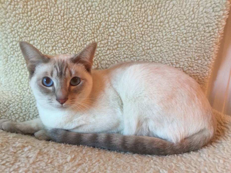 Тайская кошка табби Пойнт