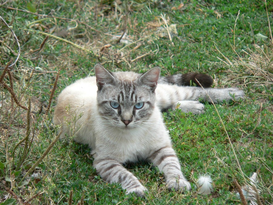 Линкс табби Пойнт котята
