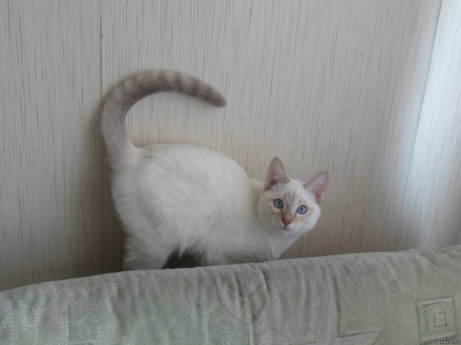 Тайская кошка Блю Пойнт
