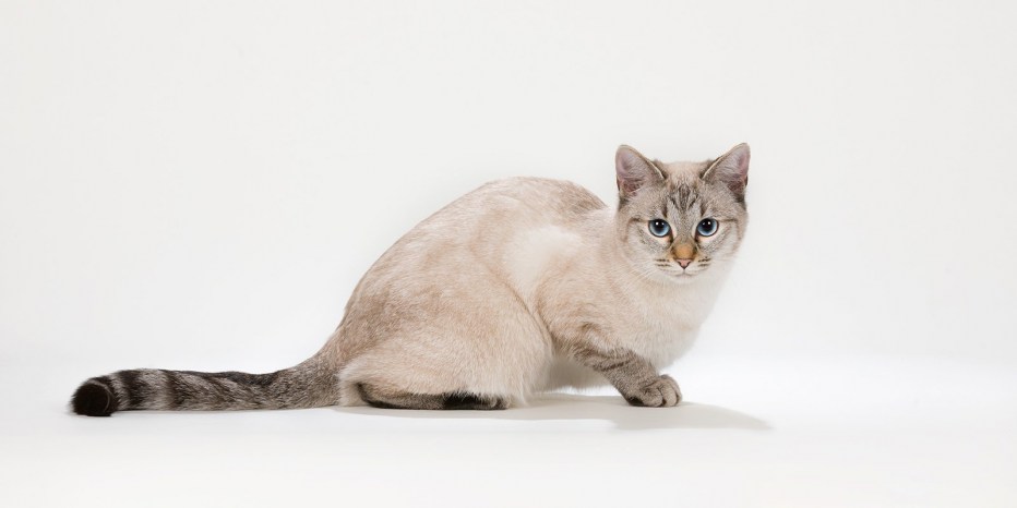 Тайская кошка tabby point метис