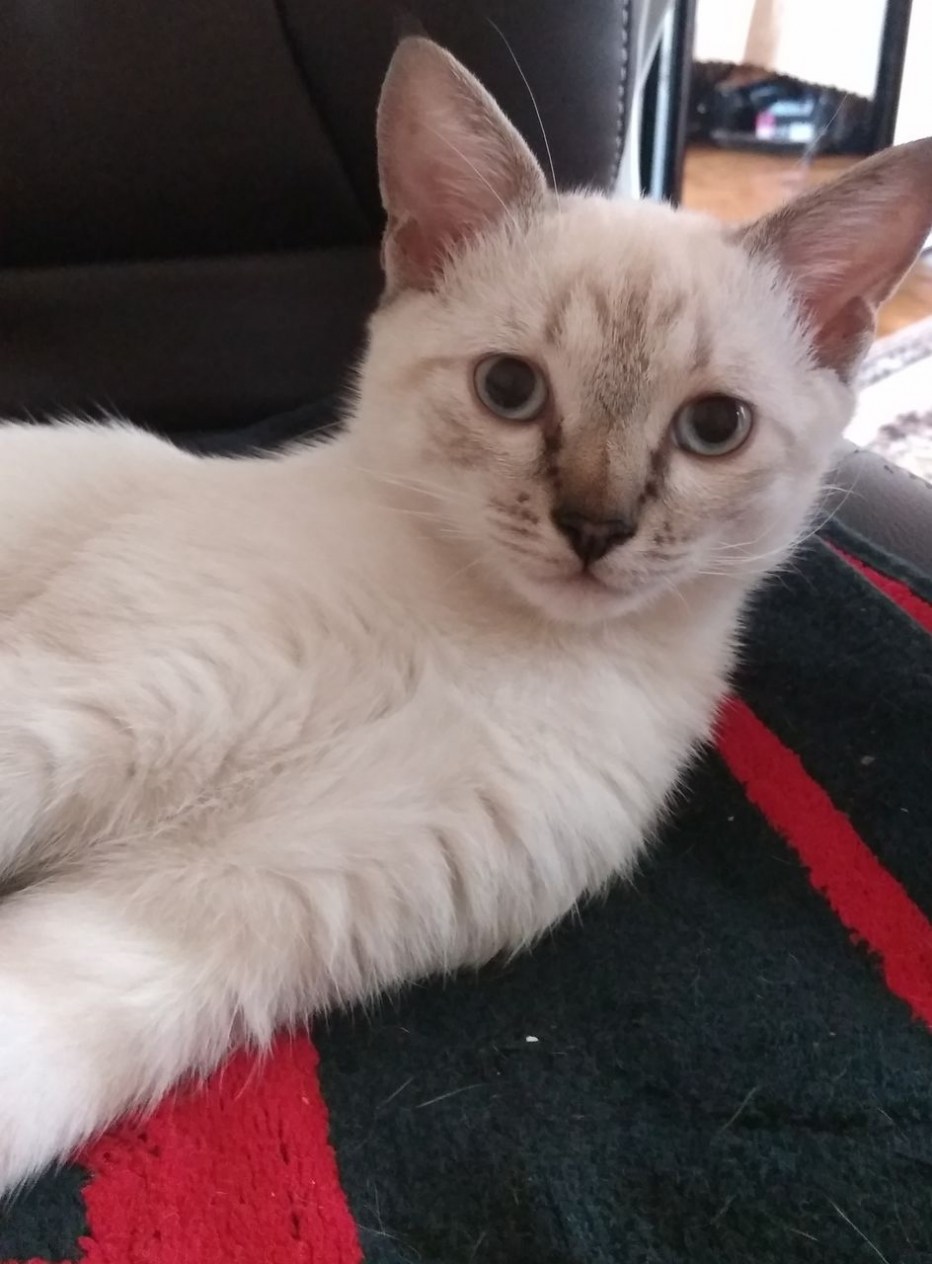 Тайский кот тебби Пойнт