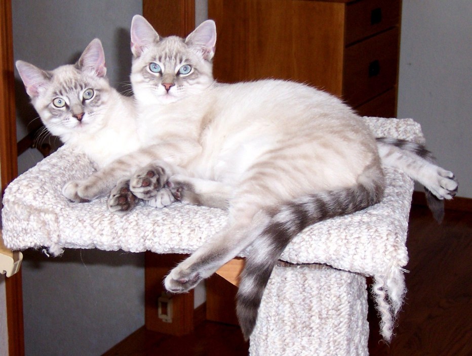 Lynx point Siamese