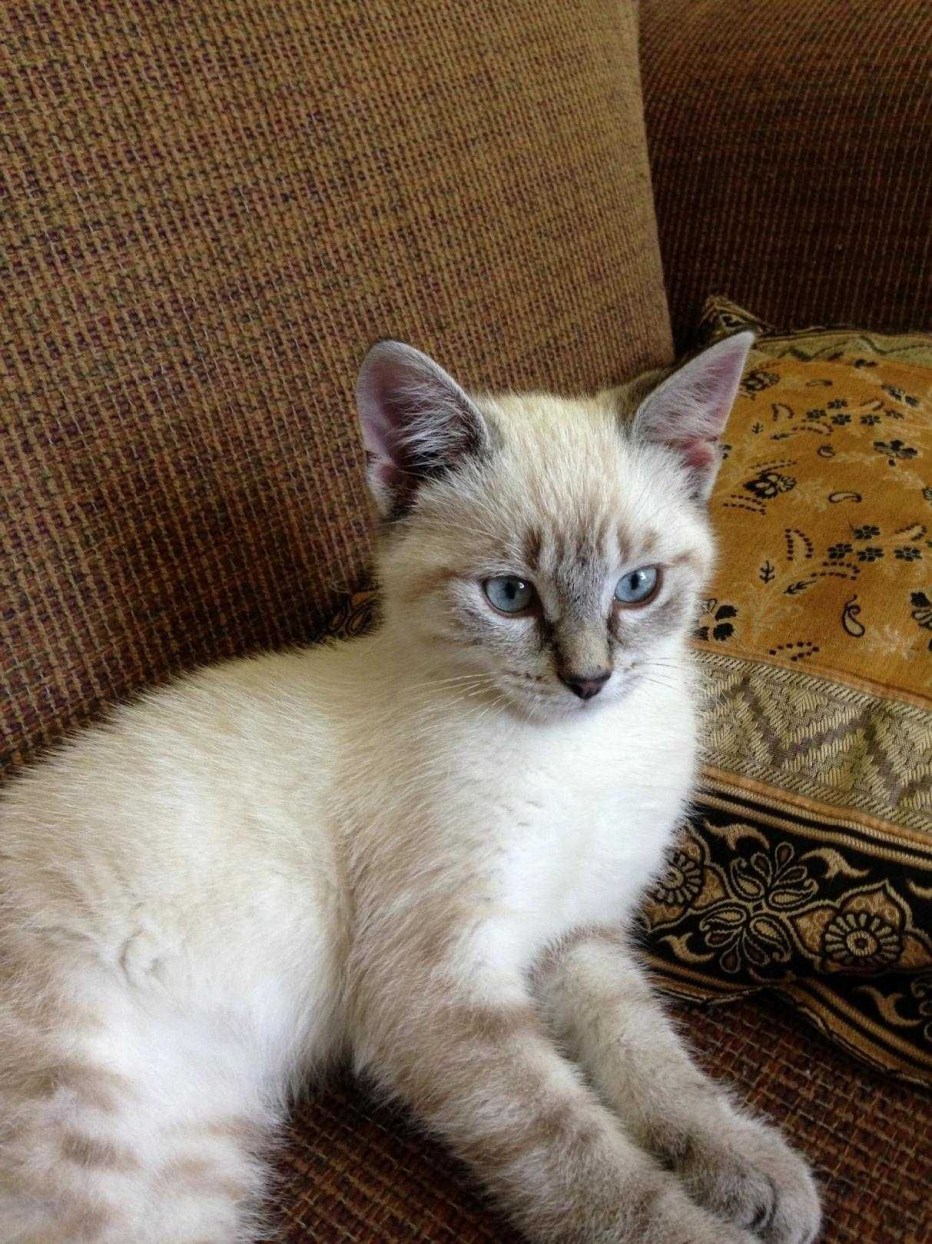 Балинезийская табби кошка