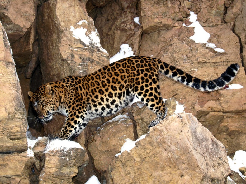 Леопард Дальневосточный Амурский
