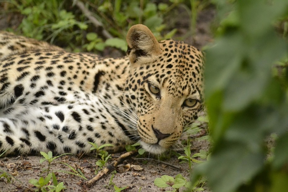 Wildlife леопард