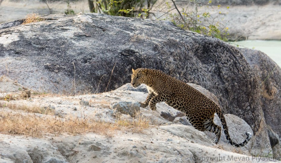 Леопард Panthera pardus