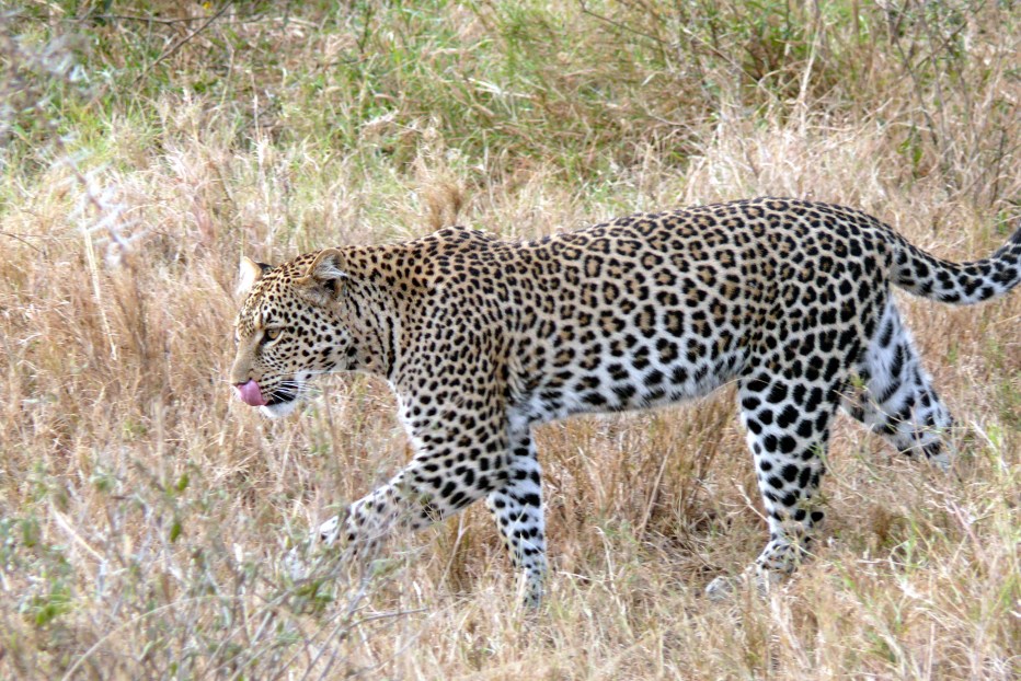 Леопард Panthera pardus