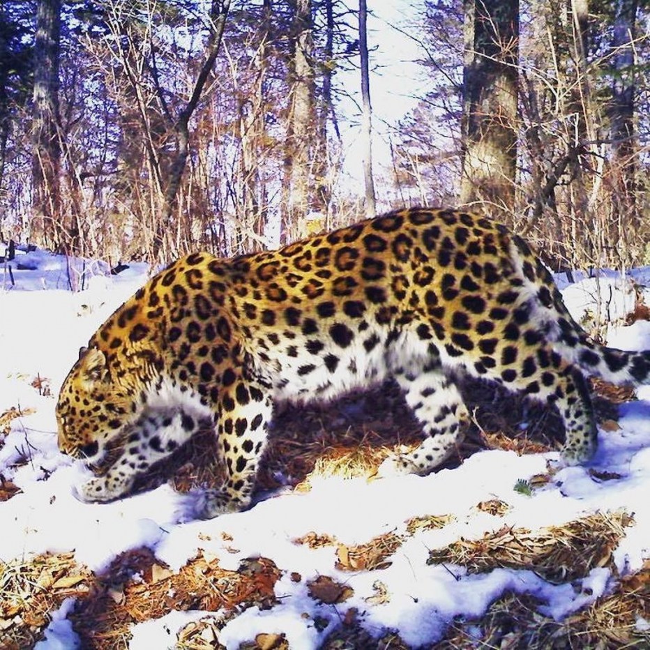 Леопард Дальневосточный Амурский