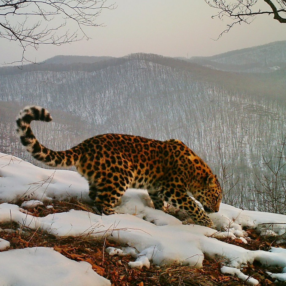 Леопард Дальневосточный Амурский