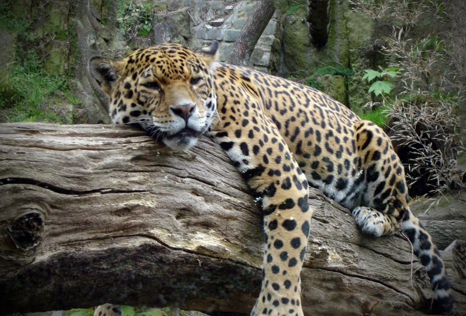 Дальневосточный (Амурский) леопард (Panthera pardus orientalis)