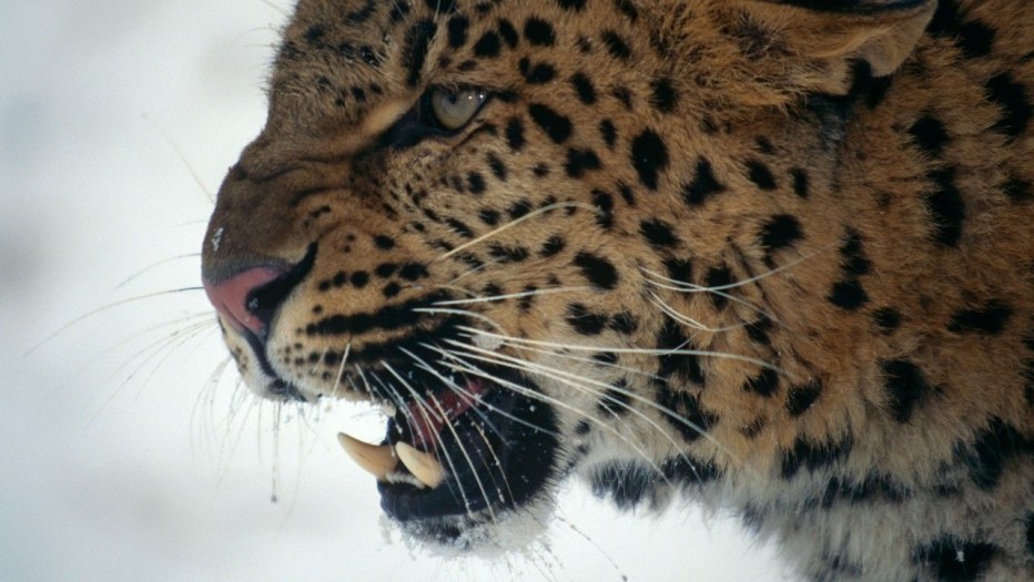 Дальневосточный леопард (Panthera pardus orientalis)