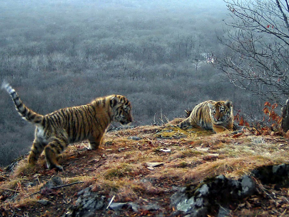Дальний Восток Амурский тигр