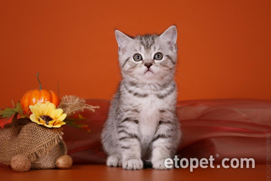 Шотландский кот скоттиш страйт