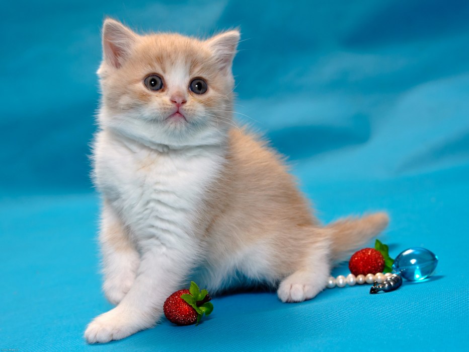 Шотландский кот страйт