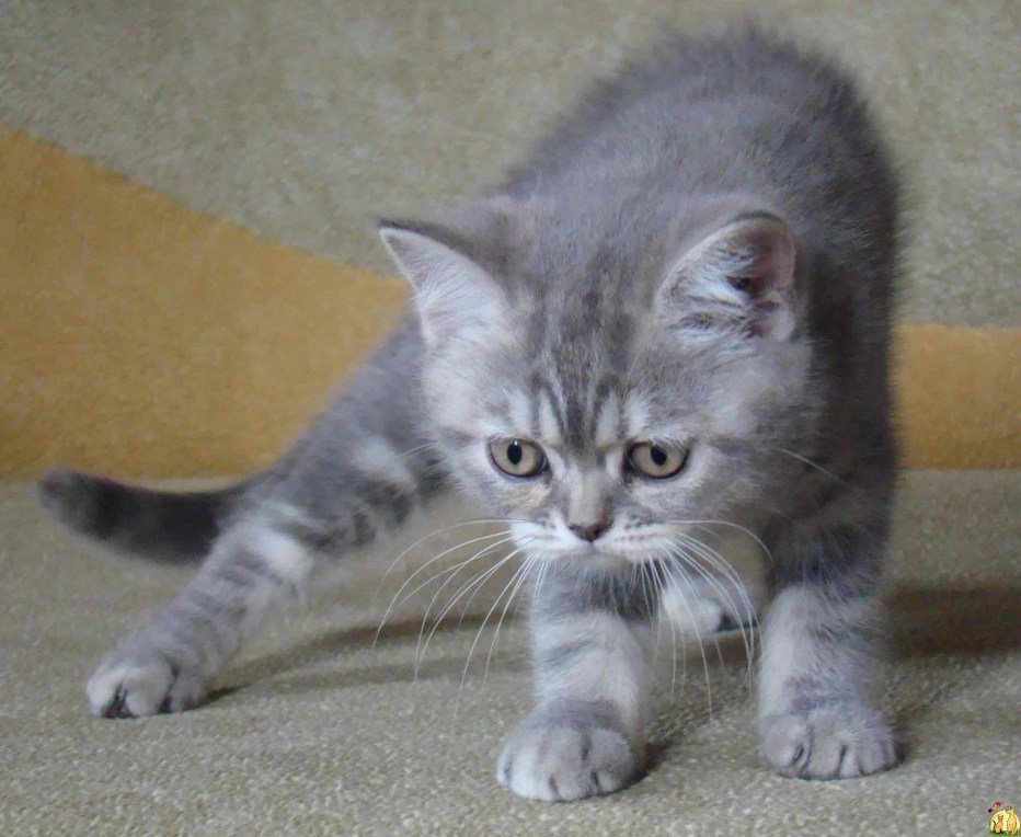 Шотландская кошка прямоухая