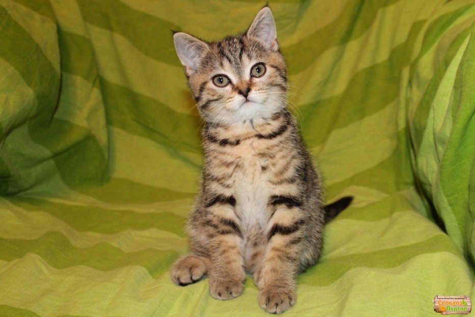 Шотландские котята прямоухие взрослые