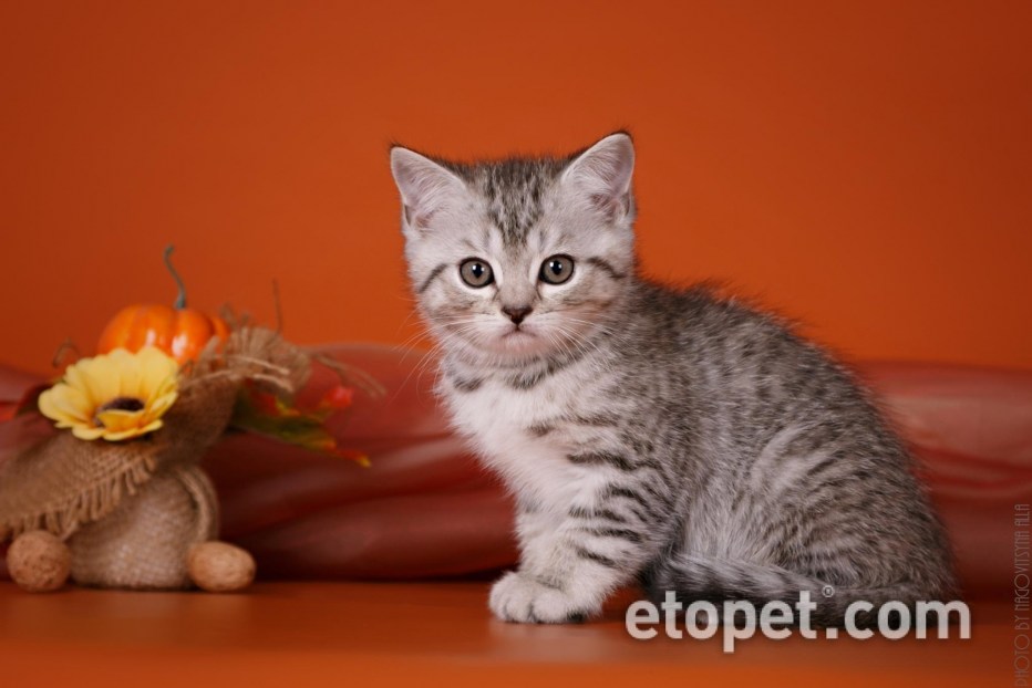 Шотландская страйт черный пятнистый котенок