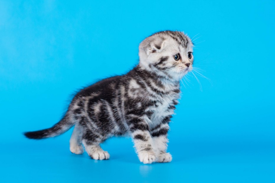 Шотландская прямоухая котенок циннамон