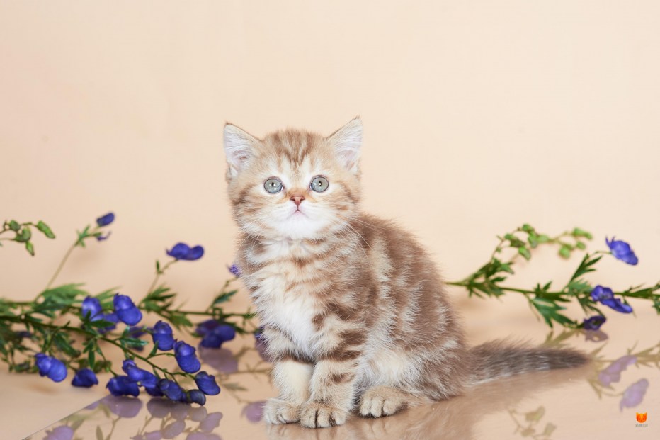 Скоттиш страйт котята