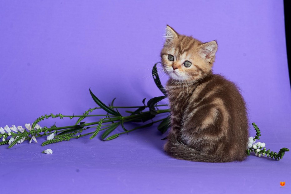 Шотландский страйт котенок