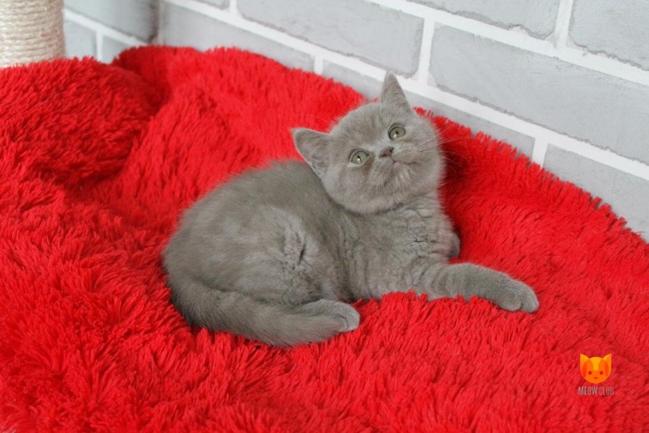 Скоттиш страйт голубой мрамор