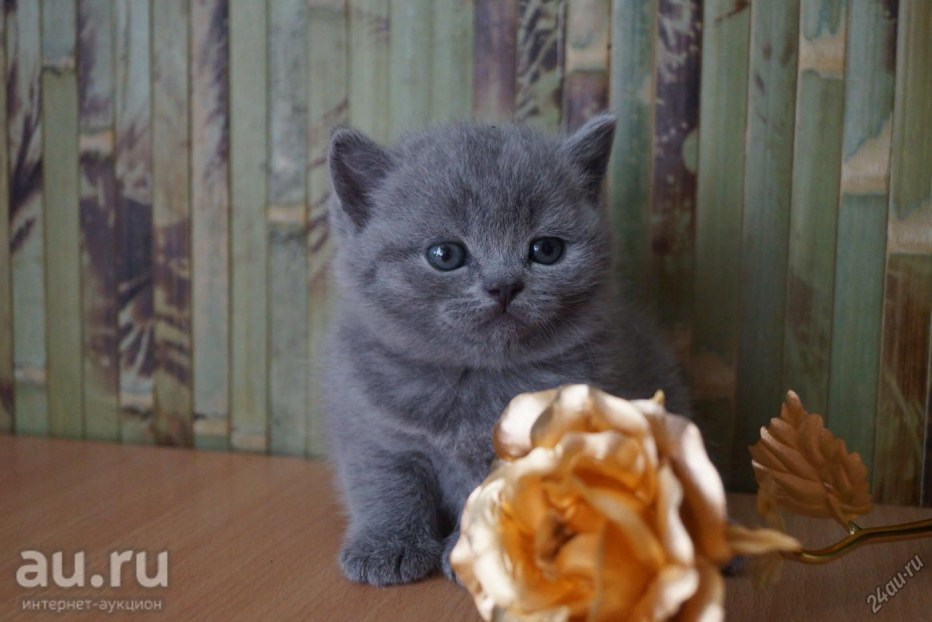 Шотландские котята прямоухие голубые