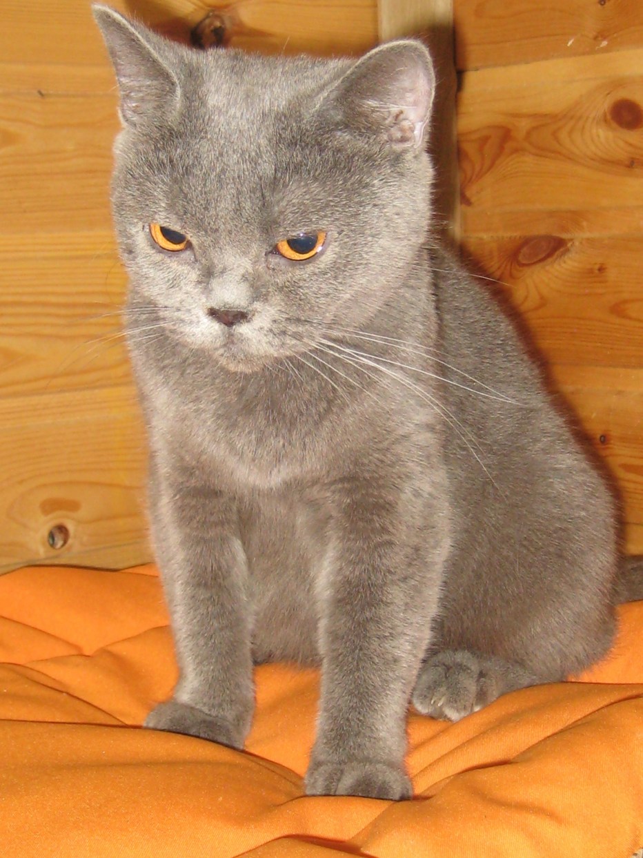 Шотландские котята прямоухие