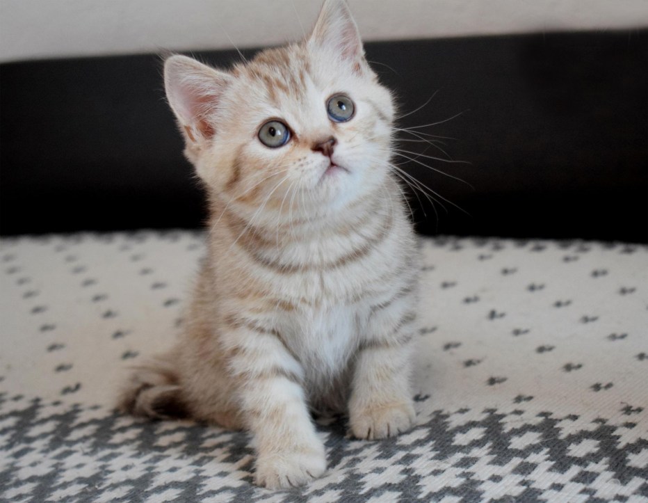 Шотландский котенок прямоухий серый