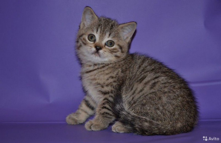 Шотландская прямоухая котенок