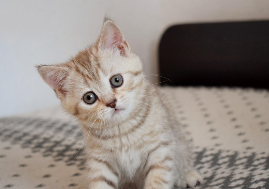 Шотландские котята прямоухие серые